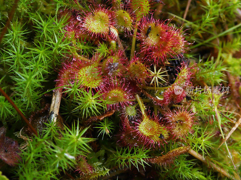 紫菜(Drosera rotundifolia)